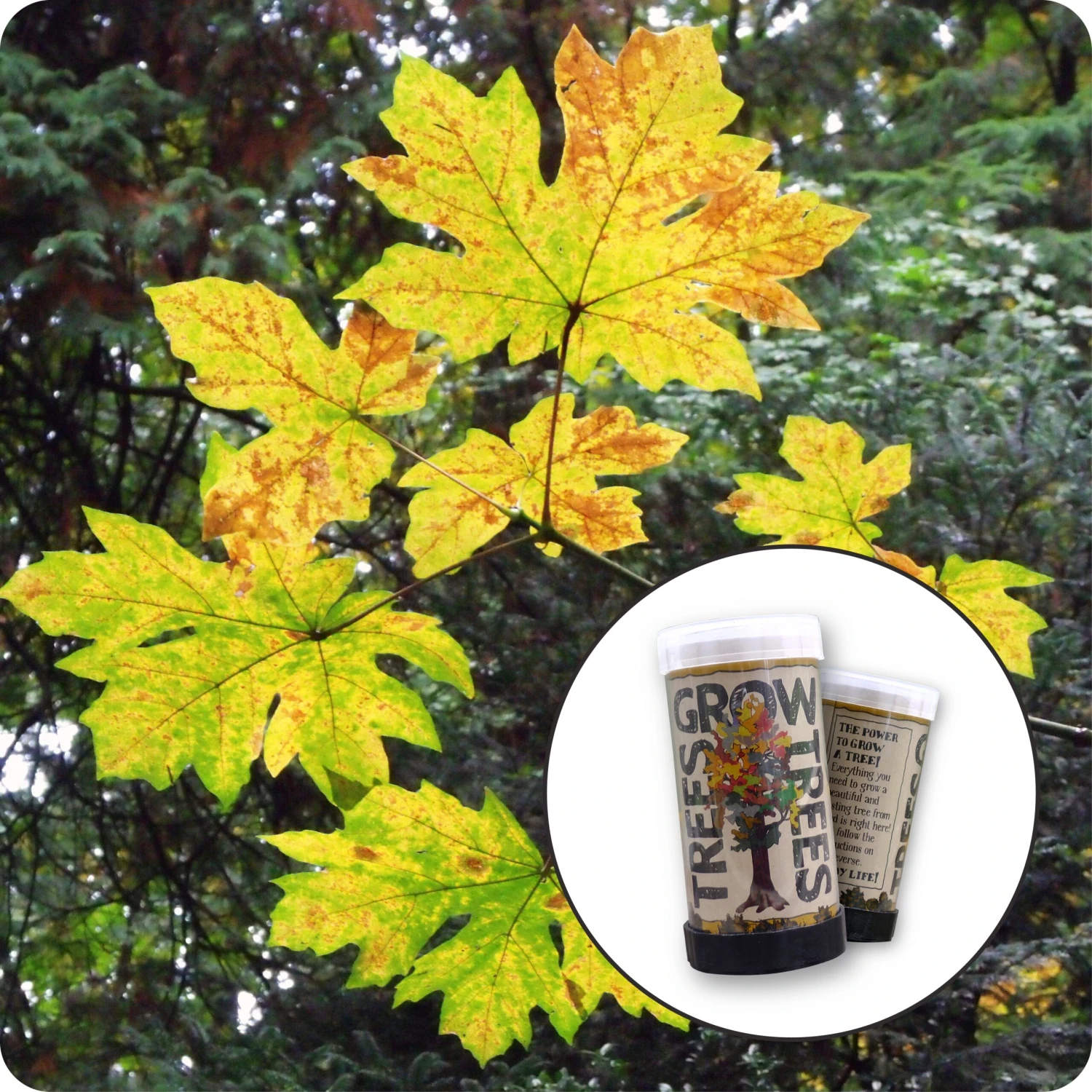 Bigleaf Maple | Mini-Grow Kit 1 Bigleaf Maple | Mini-Grow Kit