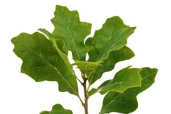 California Black Oak | Medium Tree Seedling -Evergreen Plants Shop Black Oak Med 3