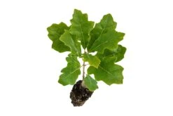 California Black Oak | Medium Tree Seedling -Evergreen Plants Shop Black Oak Med 4