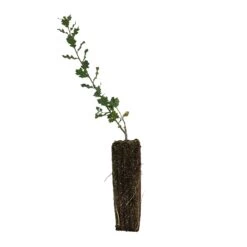 Blue Oak | Large Tree Seedling