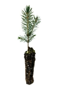 Blue Spruce | Small Tree Seedling -Evergreen Plants Shop BlueSpruce 3