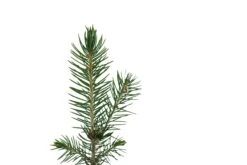 Blue Spruce | Small Tree Seedling -Evergreen Plants Shop BlueSpruce 4