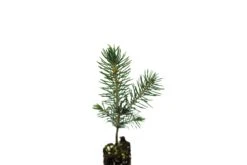 Blue Spruce | Small Tree Seedling -Evergreen Plants Shop BlueSpruce 5
