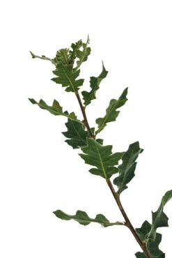 Blue Oak | Large Tree Seedling -Evergreen Plants Shop Blue Oak Large 3