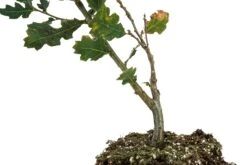 Blue Oak | Large Tree Seedling -Evergreen Plants Shop Blue Oak Large 4