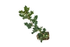 Blue Oak | Large Tree Seedling -Evergreen Plants Shop Blue Oak Large 5