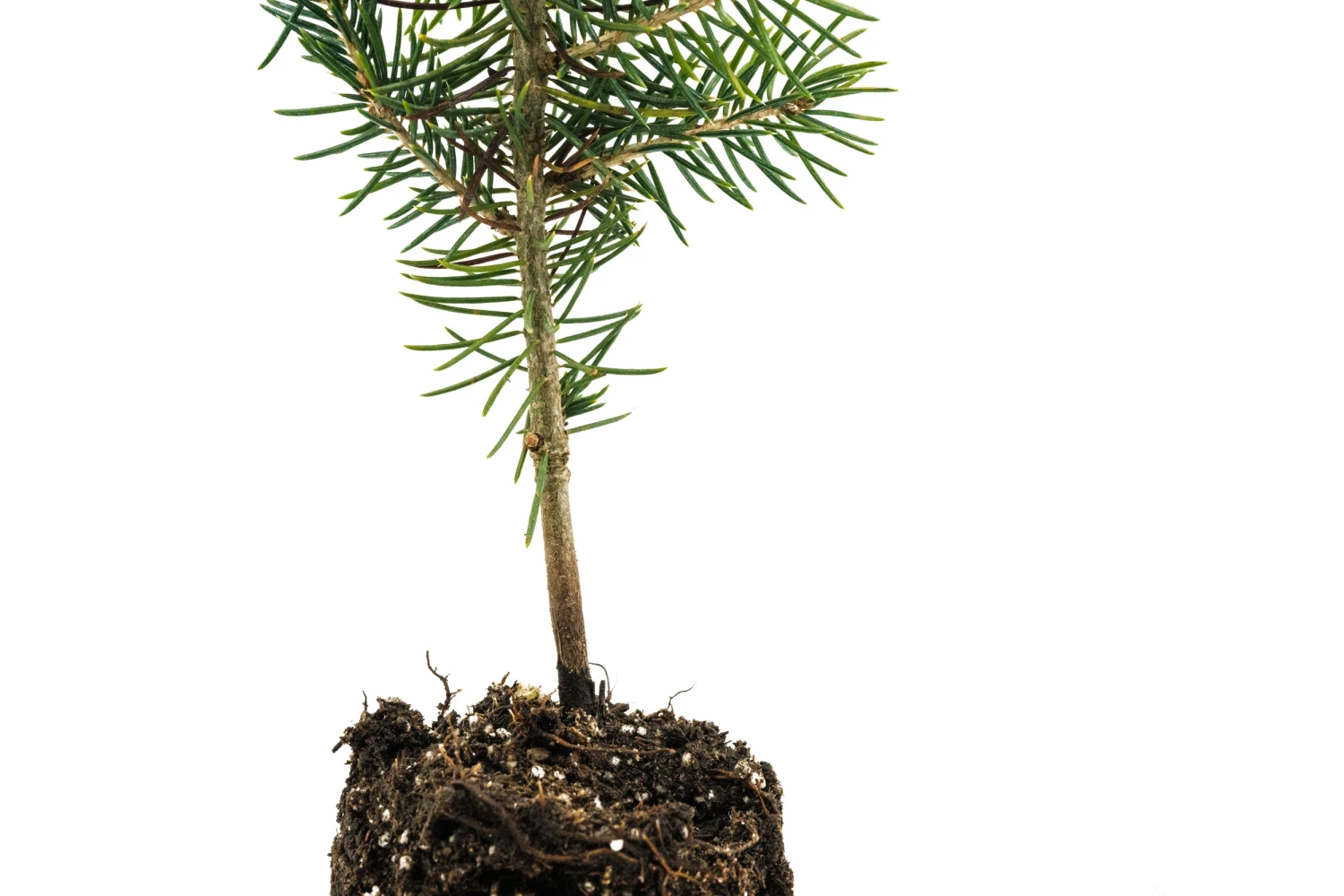 Blue Spruce | Medium Tree Seedling 2 Blue Spruce | Medium Tree Seedling - Image 2