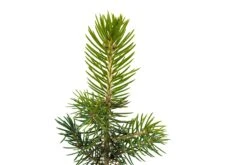 Blue Spruce | Medium Tree Seedling 13 Blue Spruce | Medium Tree Seedling -Evergreen Plants Shop Blue Spruce Med 3