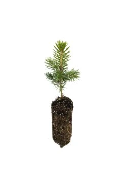 Blue Spruce | Medium Tree Seedling 14 Blue Spruce | Medium Tree Seedling -Evergreen Plants Shop Blue Spruce Med 4