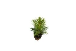 Blue Spruce | Medium Tree Seedling 15 Blue Spruce | Medium Tree Seedling -Evergreen Plants Shop Blue Spruce Med 5