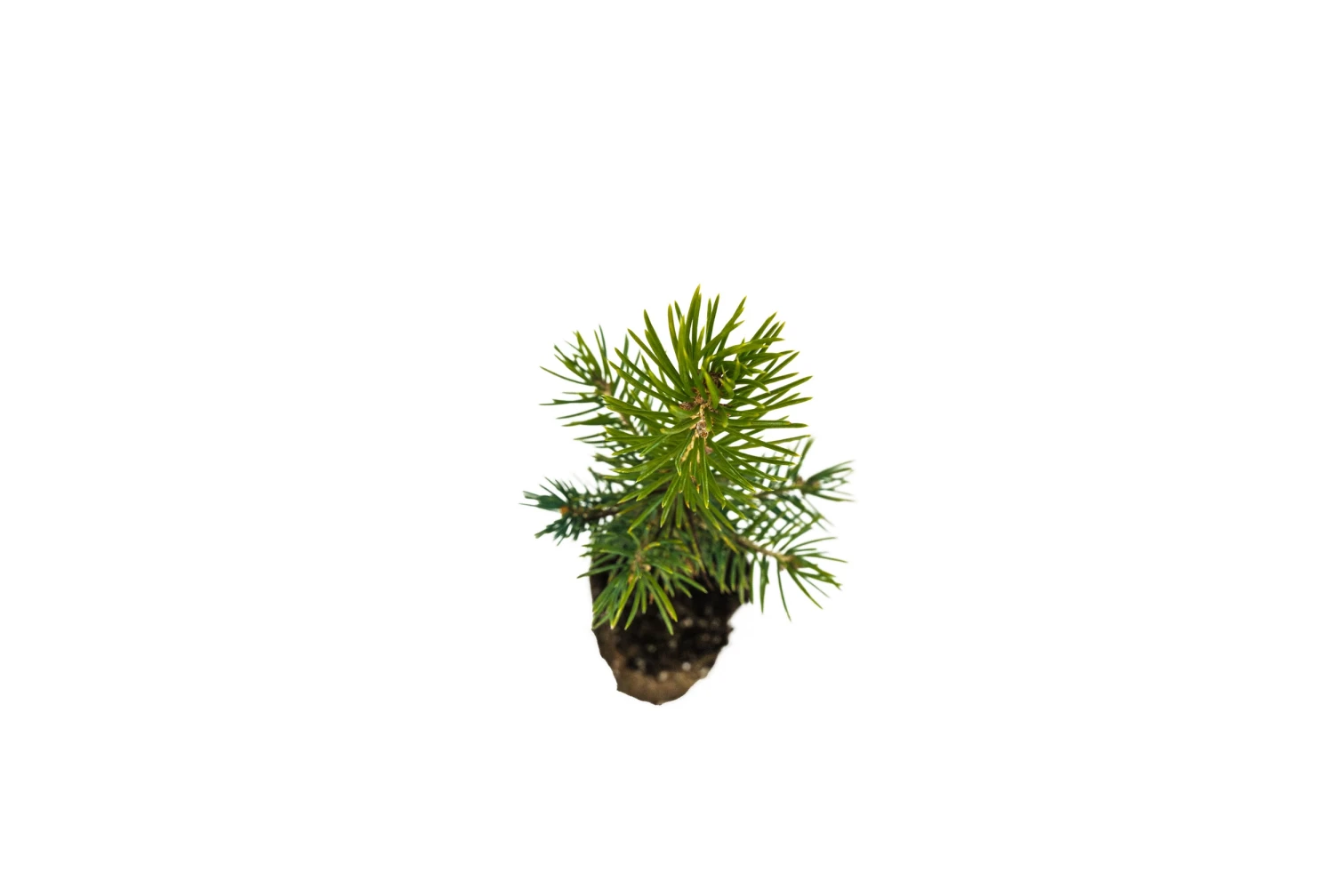 Blue Spruce | Medium Tree Seedling 5 Blue Spruce | Medium Tree Seedling - Image 5