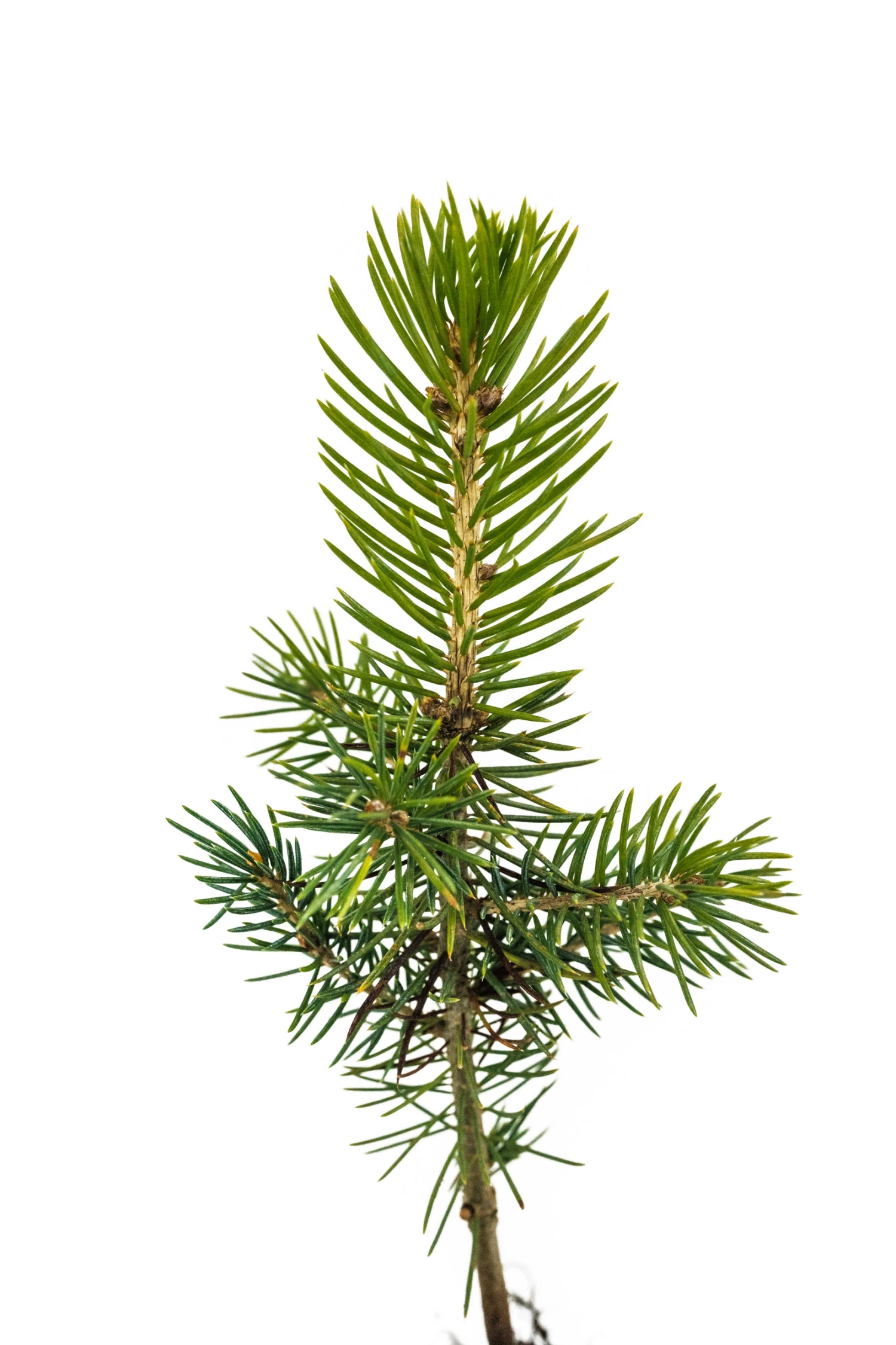 Blue Spruce | Medium Tree Seedling 6 Blue Spruce | Medium Tree Seedling - Image 6