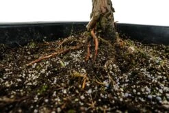 Bonsai Special | Dawn Redwood (B4) -Evergreen Plants Shop Bonsai 11