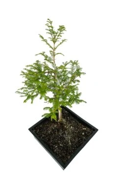 Bonsai Special | Dawn Redwood (B4) -Evergreen Plants Shop Bonsai 12