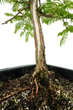 Bonsai Special | Dawn Redwood (B4) -Evergreen Plants Shop Bonsai 3