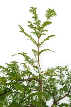 Bonsai Special | Dawn Redwood (B4) -Evergreen Plants Shop Bonsai 4