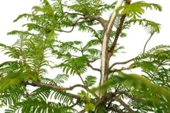 Bonsai Special | Dawn Redwood (B4) -Evergreen Plants Shop Bonsai 5