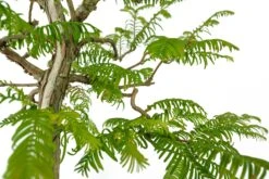 Bonsai Special | Dawn Redwood (B4) -Evergreen Plants Shop Bonsai 6