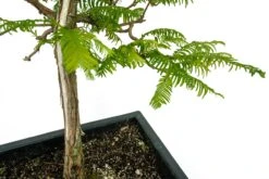Bonsai Special | Dawn Redwood (B4) -Evergreen Plants Shop Bonsai 7
