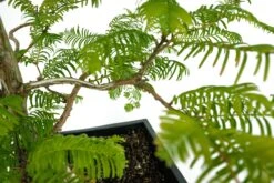 Bonsai Special | Dawn Redwood (B4) -Evergreen Plants Shop Bonsai 8 7b32a9db c5c8 4564 8869 8b6d56d81744