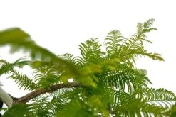Bonsai Special | Dawn Redwood (B4) -Evergreen Plants Shop Bonsai 9