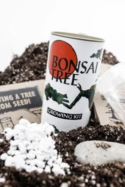 Bonsai Tree | White Design | Seed Grow Kit -Evergreen Plants Shop BonsaiKit 11 Small 9ab63611 115b 4b32 852a 8b93338f7af5