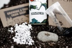 Bonsai Tree | White Design | Seed Grow Kit -Evergreen Plants Shop BonsaiKit 3