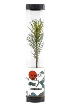 Bonsai Starter | Packaged Live Tree -Evergreen Plants Shop Bonsai Tree Tube 360 1