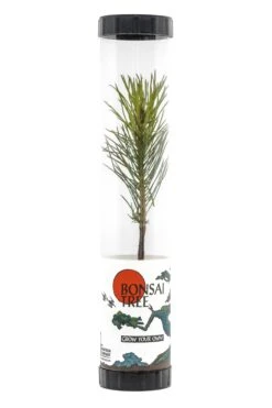Bonsai Starter | Packaged Live Tree -Evergreen Plants Shop Bonsai Tree Tube 360 2