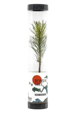 Bonsai Starter | Packaged Live Tree -Evergreen Plants Shop Bonsai Tree Tube 360 3