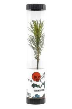 Bonsai Starter | Packaged Live Tree -Evergreen Plants Shop Bonsai Tree Tube 360 4