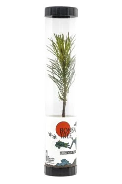 Bonsai Starter | Packaged Live Tree -Evergreen Plants Shop Bonsai Tree Tube 360 5