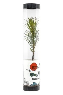 Bonsai Starter | Packaged Live Tree -Evergreen Plants Shop Bonsai Tree Tube 360 6
