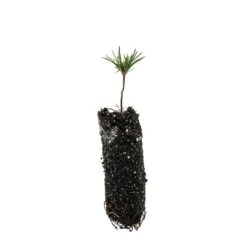 Bosnian Pine | Medium Tree Seedling