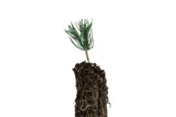 Bosnian Pine | Small Tree Seedling -Evergreen Plants Shop Bosnian Pine 3