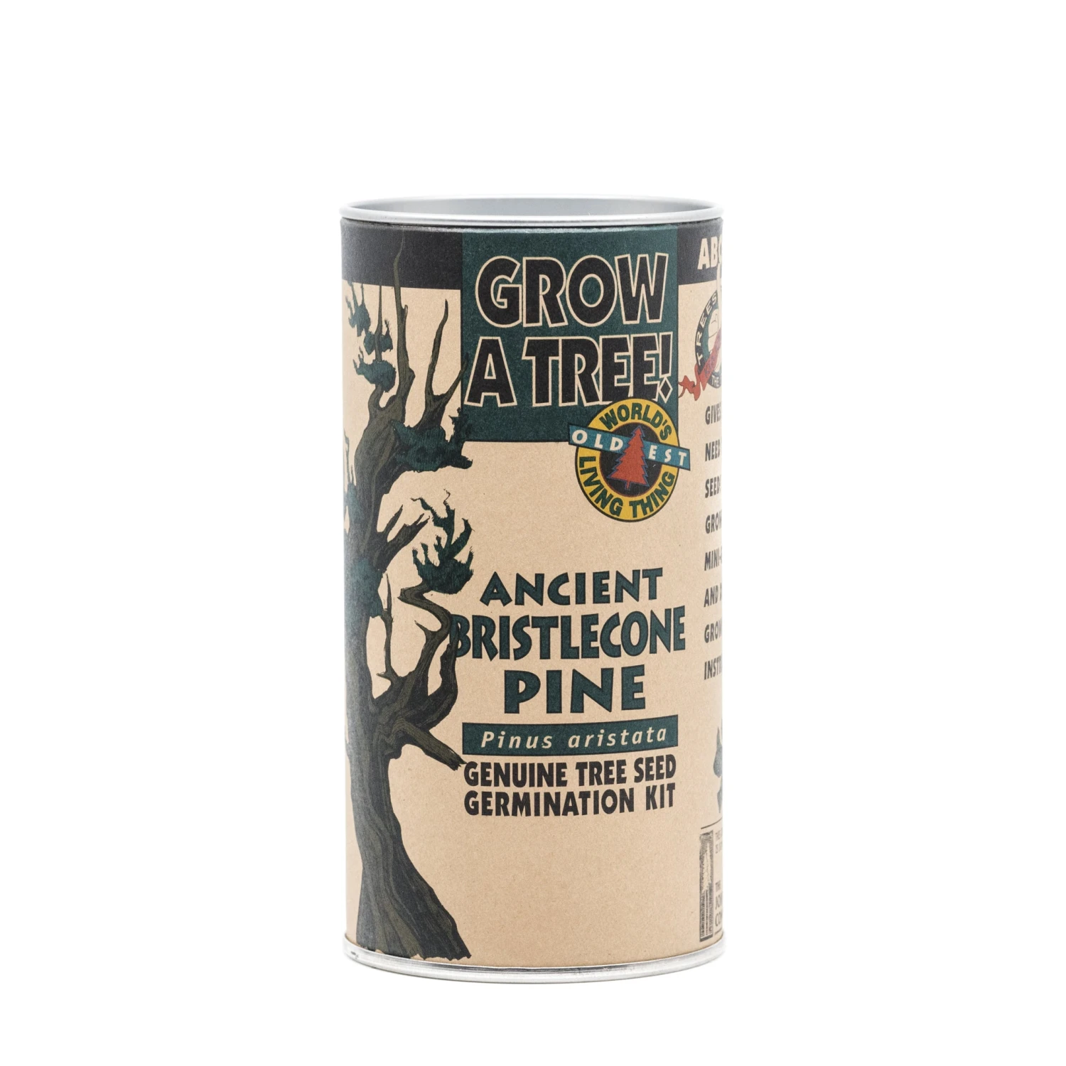Ancient Bristlecone Pine | Seed Grow Kit 9 Ancient Bristlecone Pine | Seed Grow Kit - Image 9