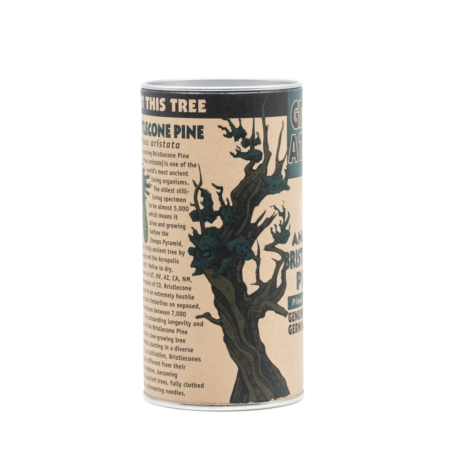 Ancient Bristlecone Pine | Seed Grow Kit 18 Ancient Bristlecone Pine | Seed Grow Kit - Image 18