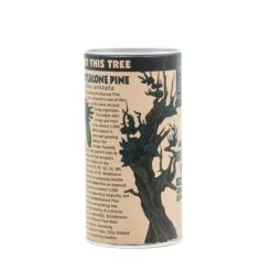Ancient Bristlecone Pine | Seed Grow Kit 38 Ancient Bristlecone Pine | Seed Grow Kit -Evergreen Plants Shop Bristlecone Pine 11