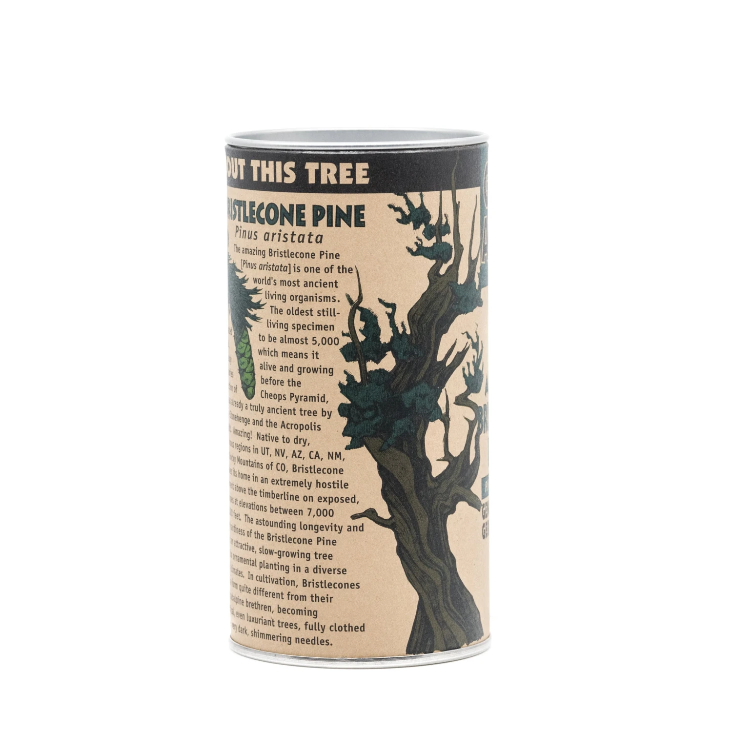 Ancient Bristlecone Pine | Seed Grow Kit 20 Ancient Bristlecone Pine | Seed Grow Kit - Image 20