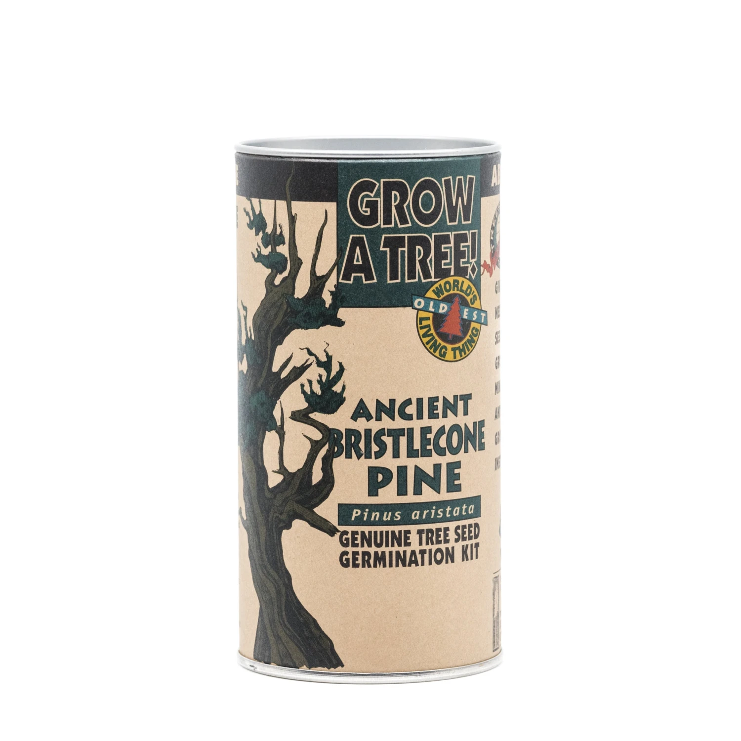 Ancient Bristlecone Pine | Seed Grow Kit 10 Ancient Bristlecone Pine | Seed Grow Kit - Image 10
