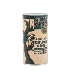 Ancient Bristlecone Pine | Seed Grow Kit 30 Ancient Bristlecone Pine | Seed Grow Kit -Evergreen Plants Shop Bristlecone Pine 3