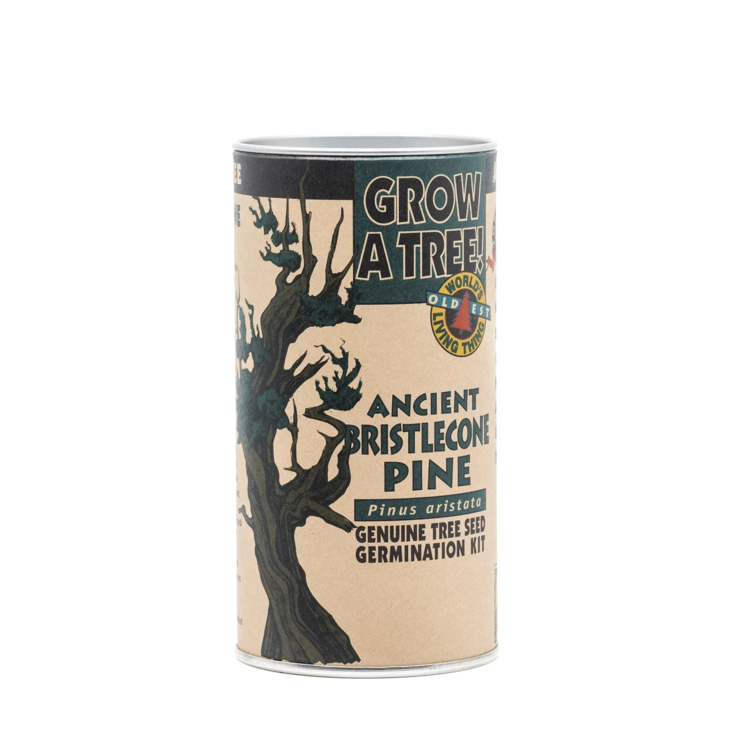 Ancient Bristlecone Pine | Seed Grow Kit 11 Ancient Bristlecone Pine | Seed Grow Kit - Image 11