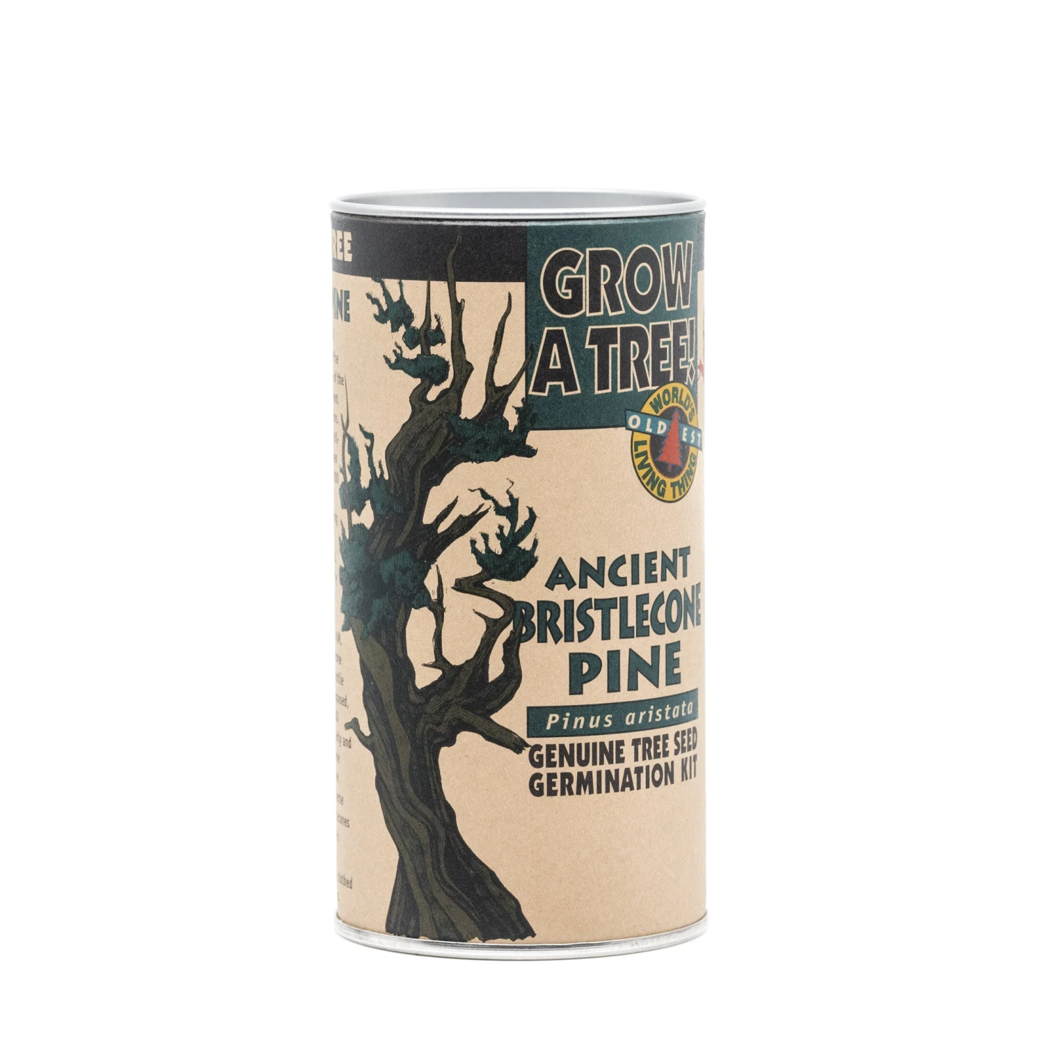 Ancient Bristlecone Pine | Seed Grow Kit 12 Ancient Bristlecone Pine | Seed Grow Kit - Image 12