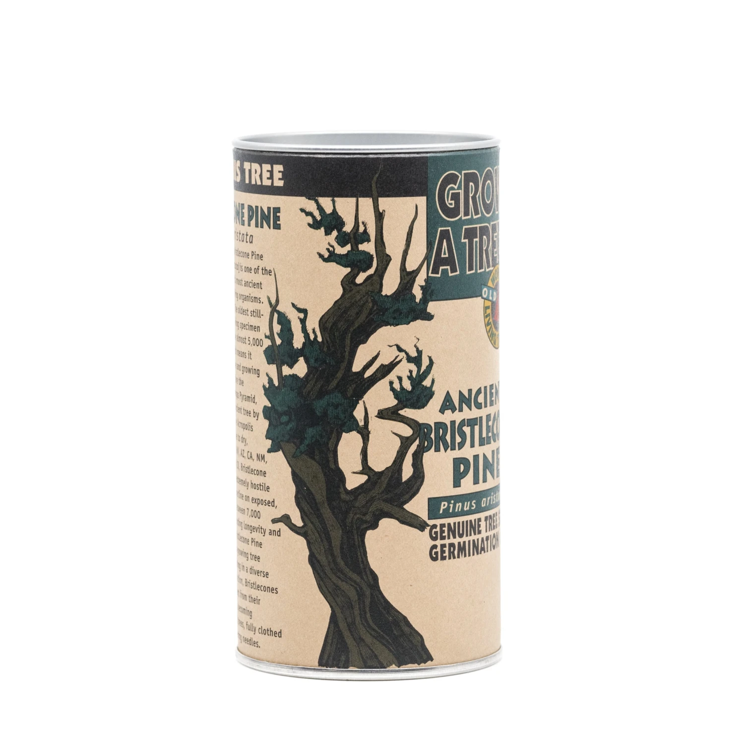 Ancient Bristlecone Pine | Seed Grow Kit 15 Ancient Bristlecone Pine | Seed Grow Kit - Image 15