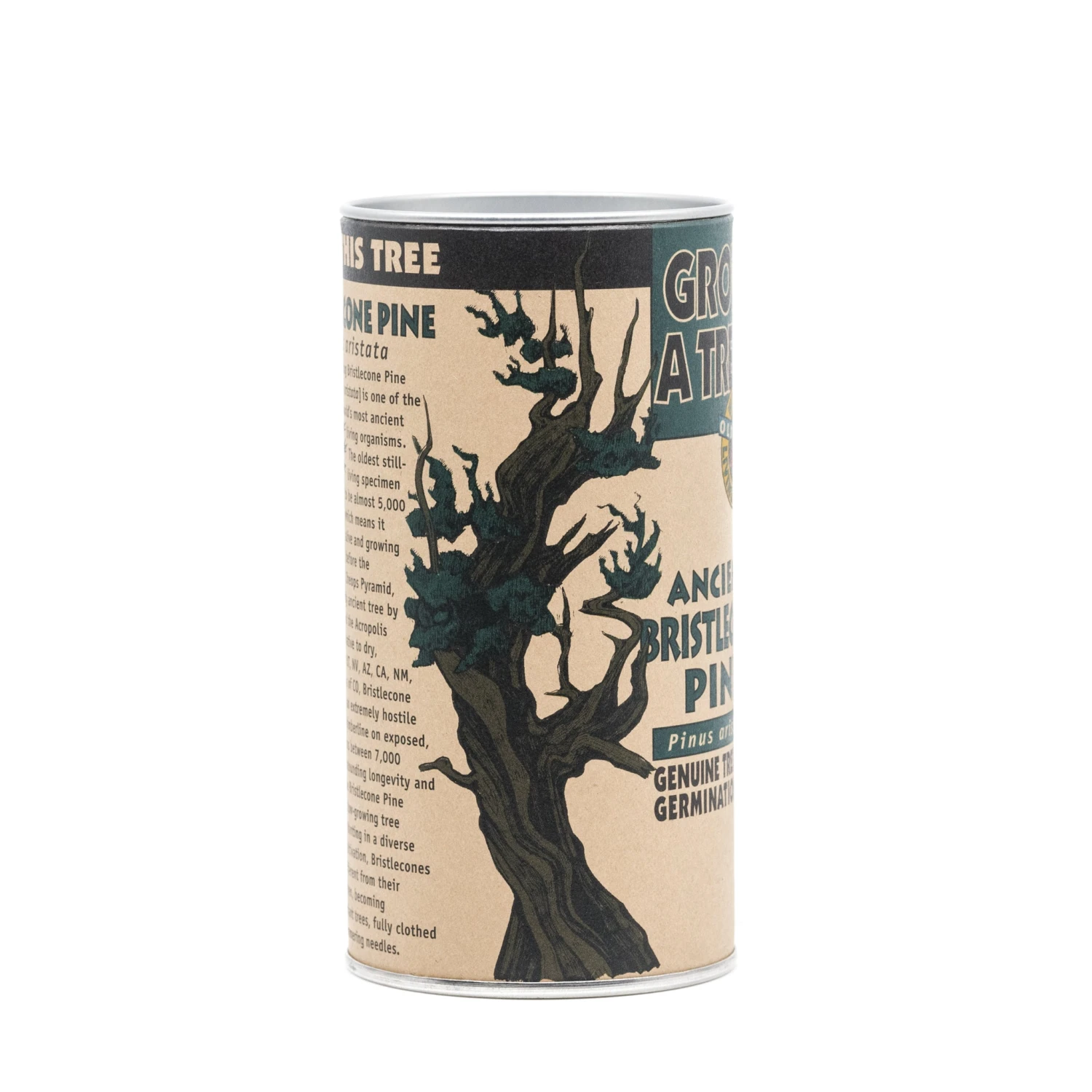 Ancient Bristlecone Pine | Seed Grow Kit 16 Ancient Bristlecone Pine | Seed Grow Kit - Image 16