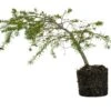 Bonsai Special | Douglas-Fir (C5)