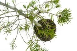 Bonsai Special | Douglas-Fir (C5) 10 Bonsai Special | Douglas-Fir (C5) -Evergreen Plants Shop C5DouglasFirBonsai 3
