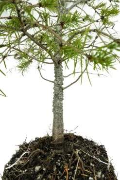 Bonsai Special | Douglas-Fir (C5) 12 Bonsai Special | Douglas-Fir (C5) -Evergreen Plants Shop C5DouglasFirBonsai 5