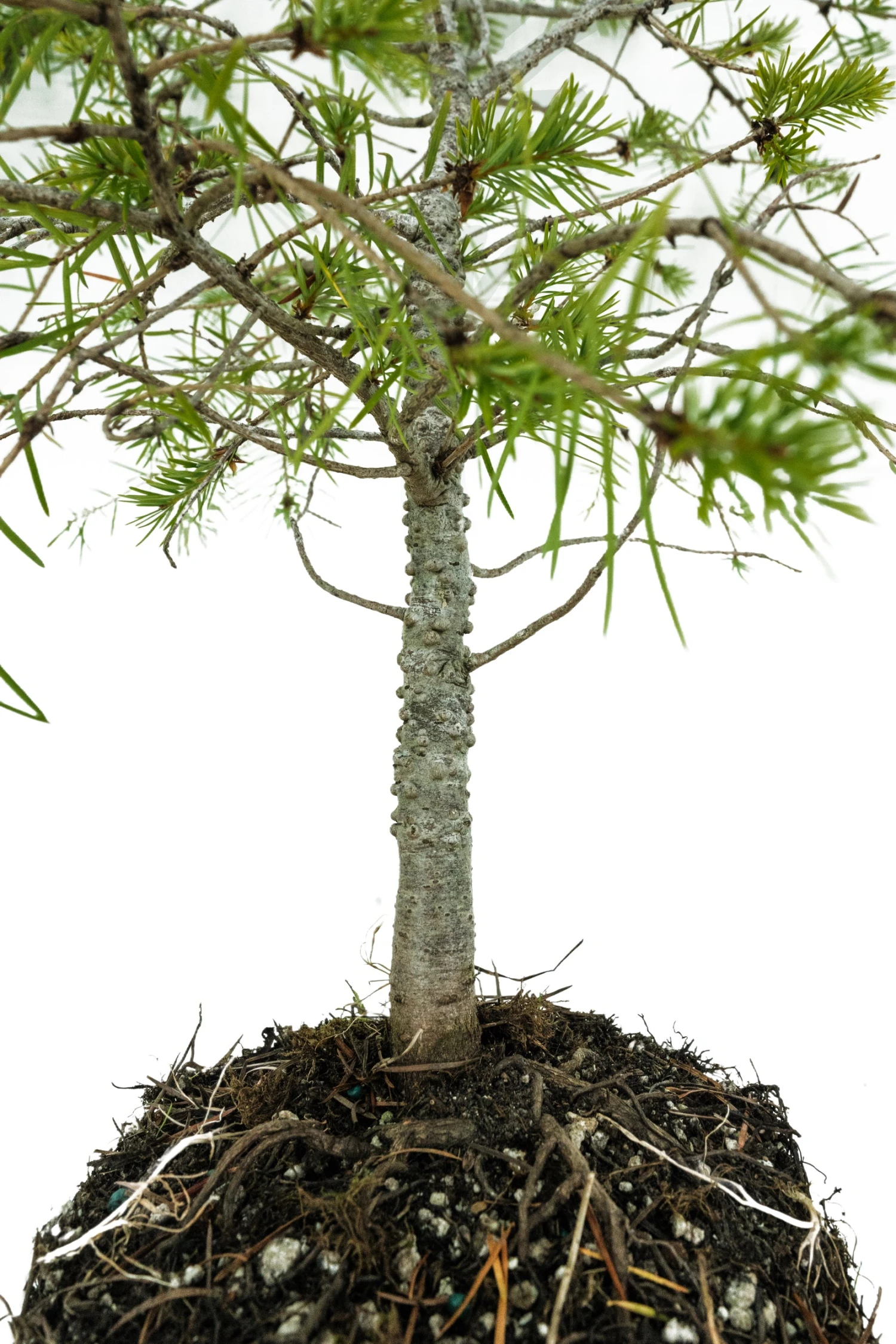 Bonsai Special | Douglas-Fir (C5) 5 Bonsai Special | Douglas-Fir (C5) - Image 5