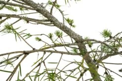 Bonsai Special | Douglas-Fir (C5) 13 Bonsai Special | Douglas-Fir (C5) -Evergreen Plants Shop C5DouglasFirBonsai 6